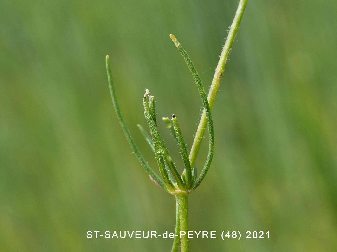 Spurrey, Field leaf